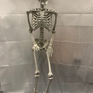 A skeleton is standing in front of a wall.