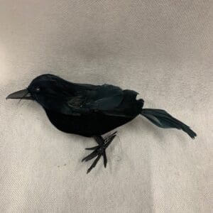 A black bird is sitting on the ground